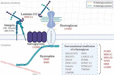 Brain Dysfunction in LAMA2-Related Congenital Muscular Dystrophy: Lessons From Human Case Reports and Mouse Models